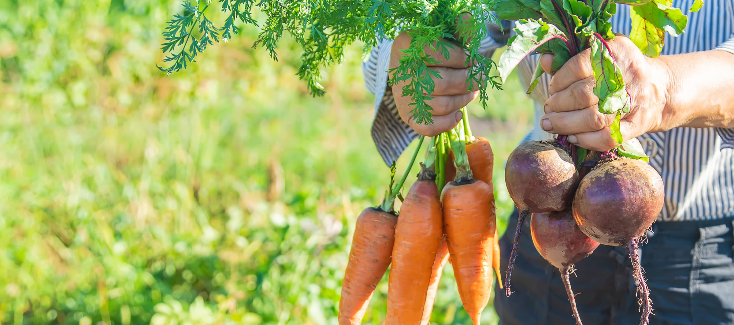 八千代町の畑イメージ