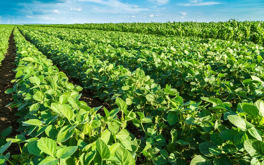 青果の生産・加工イメージ